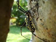 Asisbiz Spider Golden Orb weavers Nephila female Philippines Mar 2009 36