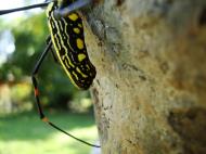 Asisbiz Spider Golden Orb weavers Nephila female Philippines Mar 2009 37