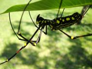 Asisbiz Spider Golden Orb weavers Nephila female Philippines Mar 2009 39