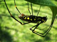 Asisbiz Spider Golden Orb weavers Nephila female Philippines Mar 2009 40