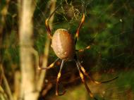 Asisbiz Spider Golden Orb weavers Nephila female Queensland Australia 02