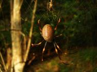 Asisbiz Spider Golden Orb weavers Nephila female Queensland Australia 03