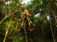 Asisbiz Spider Golden Orb weavers Nephila female Queensland Australia 04