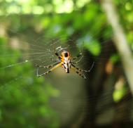 Asisbiz Philippine garden spiders Puerto Gallera Mindoro Oriental 07