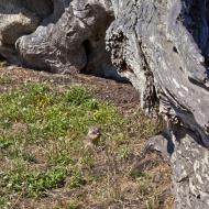 Asisbiz California ground squirrel Otospermophilus beecheyi 17 Mile Drive Monterey CA July 2011 03
