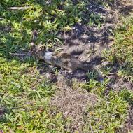 Asisbiz California ground squirrel Otospermophilus beecheyi 17 Mile Drive Monterey CA July 2011 17