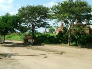 Asisbiz Myanmar Pagan Bullock Cart 200410 01