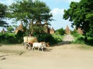 Asisbiz Myanmar Pagan Bullock Cart 200410 03