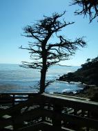 Asisbiz Tree USA California Monterey Pebble Beach 06