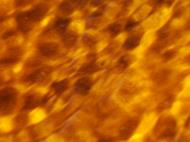 Asisbiz Textures Beach Sand Water Ripple Efects Marcus Beach 23