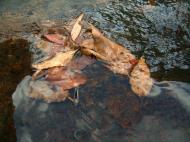 Asisbiz Textures Flowing Water Kondalilla Falls Reflections Nature 05