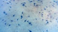 Asisbiz Textures Water Tadpoles Pond 03