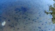 Asisbiz Textures Water Tadpoles Pond 04