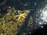 Asisbiz Textures saltwater Monterey Carmel seashore Marine life 05