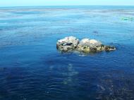 Asisbiz Textures saltwater Monterey Carmel seashore Marine life 13
