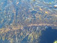 Asisbiz Textures saltwater Monterey Carmel seashore Marine life 16