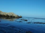 Asisbiz Textures saltwater Monterey Carmel seashore Marine life 18