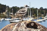 Asisbiz Western Gull Larus occidentalis Juvenile Wharf 2 Monterey California July 2011 02