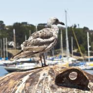 Asisbiz Western Gull Larus occidentalis Juvenile Wharf 2 Monterey California July 2011 03
