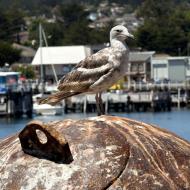 Asisbiz Western Gull Larus occidentalis Juvenile Wharf 2 Monterey California July 2011 06