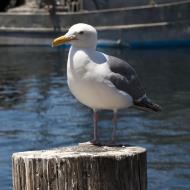 Asisbiz Western Gull Larus occidentalis Wharf 2 Monterey California July 2011 04