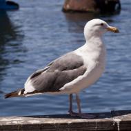 Asisbiz Western Gull Larus occidentalis Wharf 2 Monterey California July 2011 06