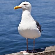 Asisbiz Western Gull Larus occidentalis Wharf 2 Monterey California July 2011 08