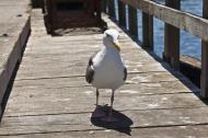 Asisbiz Western Gull Larus occidentalis Wharf 2 Monterey California July 2011 11