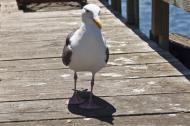Asisbiz Western Gull Larus occidentalis Wharf 2 Monterey California July 2011 12
