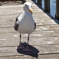 Asisbiz Western Gull Larus occidentalis Wharf 2 Monterey California July 2011 13