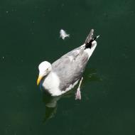 Asisbiz Western Gull Monteray California July 2011 01