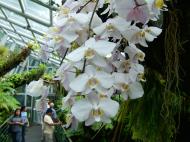 Asisbiz Singapore Botanical Gardens Nov 2004 02