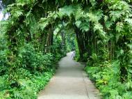 Asisbiz Singapore Botanical Gardens Nov 2004 04