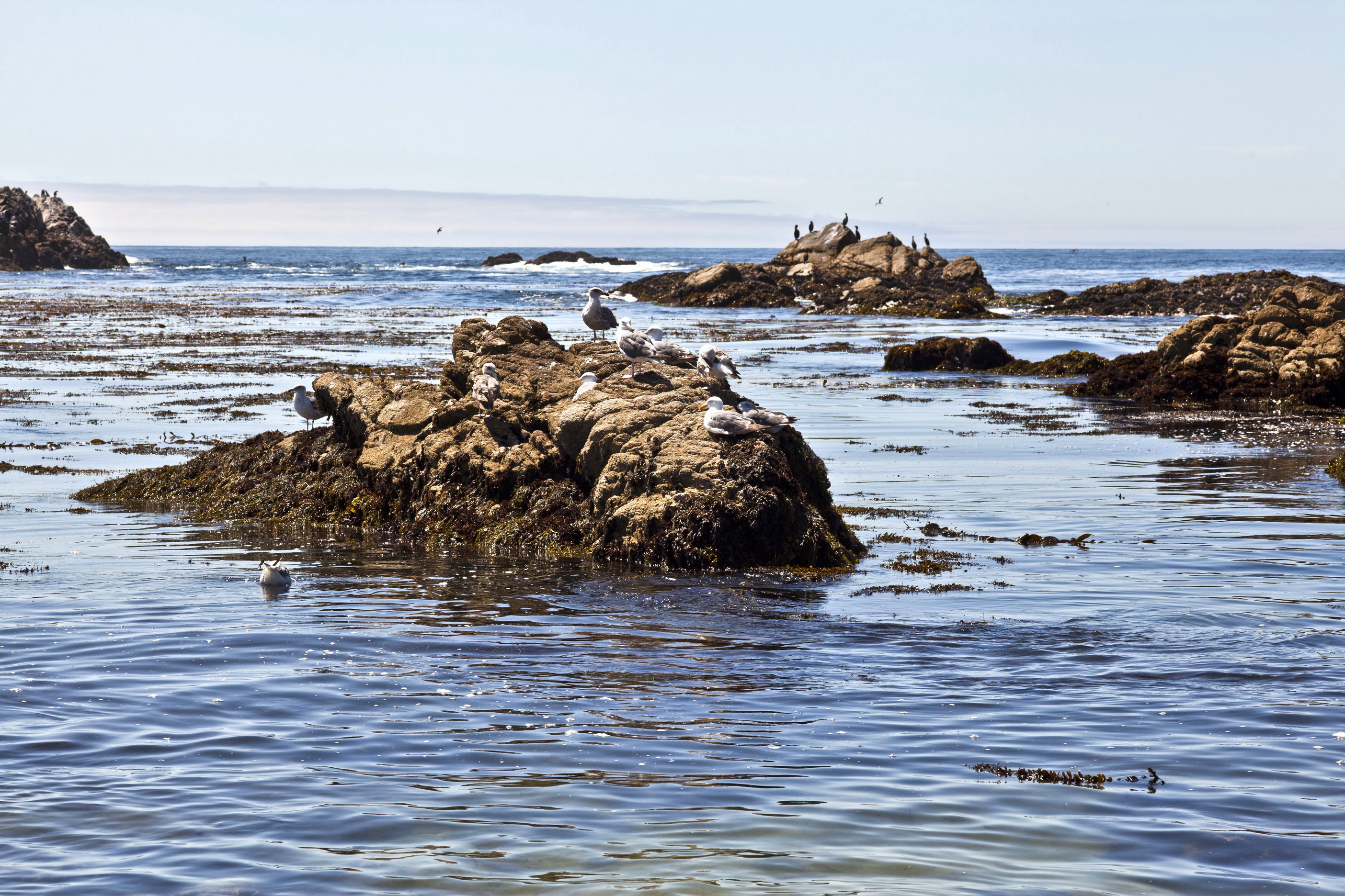 Bird rock area Pebble Beach area 17 Mile Drive Monterey California July ...