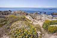 Asisbiz Coastal Flora Pebble Beach area 17 Mile Drive Monterey California July 2011 03