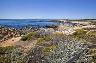 Asisbiz Coastal Flora Pebble Beach area 17 Mile Drive Monterey California July 2011 12