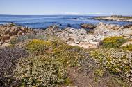 Asisbiz Coastal Flora Pebble Beach area 17 Mile Drive Monterey California July 2011 15