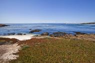 Asisbiz Coastal Flora Pebble Beach area 17 Mile Drive Monterey California July 2011 28