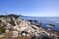 Asisbiz Lonely Cypress Tree area 17 Mile Drive Monterey California July 2011 02