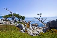 Asisbiz Lonely Cypress Tree area 17 Mile Drive Monterey California July 2011 10