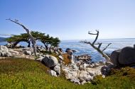 Asisbiz Lonely Cypress Tree area 17 Mile Drive Monterey California July 2011 11