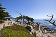 Asisbiz Lonely Cypress Tree area 17 Mile Drive Monterey California July 2011 12