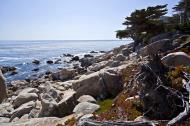 Asisbiz Lonely Cypress Tree area 17 Mile Drive Monterey California July 2011 14