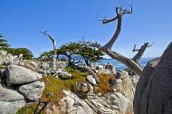 Asisbiz Lonely Cypress Tree area 17 Mile Drive Monterey California July 2011 15