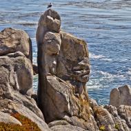 Asisbiz Lonely Cypress Tree area 17 Mile Drive Monterey California July 2011 20