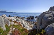 Asisbiz Lonely Cypress Tree area 17 Mile Drive Monterey California July 2011 32