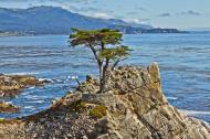 Asisbiz The Lonely Cypress Tree 17 Mile Drive Monterey California July 2011 05