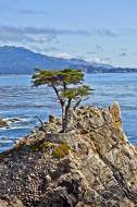 Asisbiz The Lonely Cypress Tree 17 Mile Drive Monterey California July 2011 07