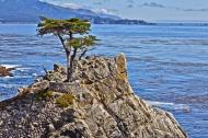 Asisbiz The Lonely Cypress Tree 17 Mile Drive Monterey California July 2011 08