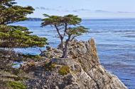 Asisbiz The Lonely Cypress Tree 17 Mile Drive Monterey California July 2011 09